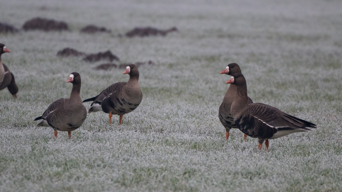 Greater White-fronted Goose - ML640160728