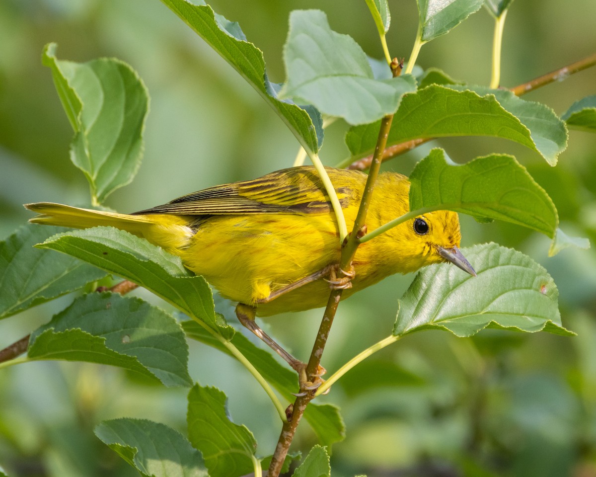 Yellow Warbler - ML640160754
