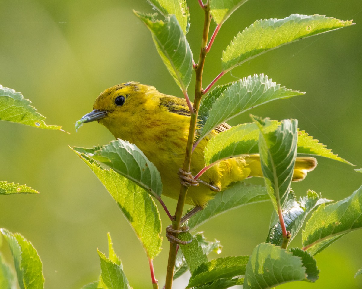Yellow Warbler - ML640160755