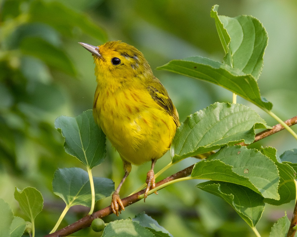 Yellow Warbler - ML640160756