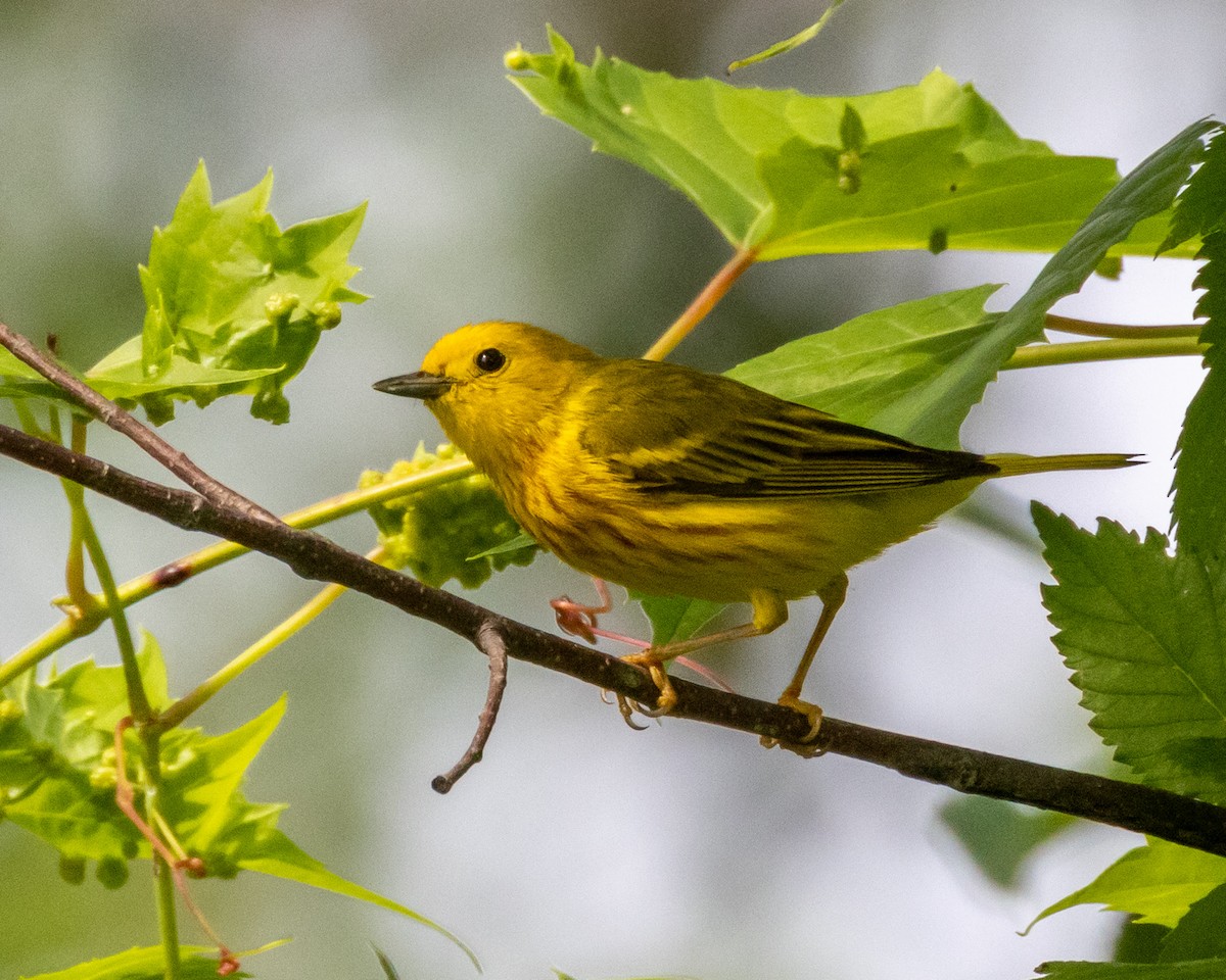 Yellow Warbler - ML640160757