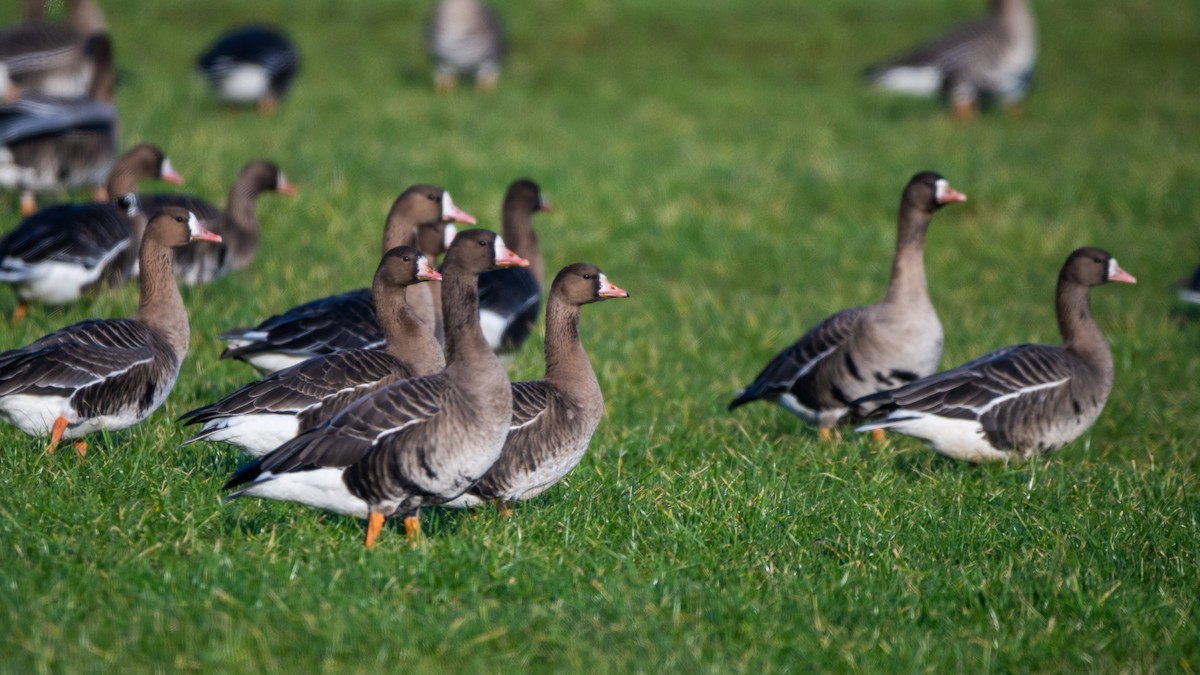 Greater White-fronted Goose - ML640160789