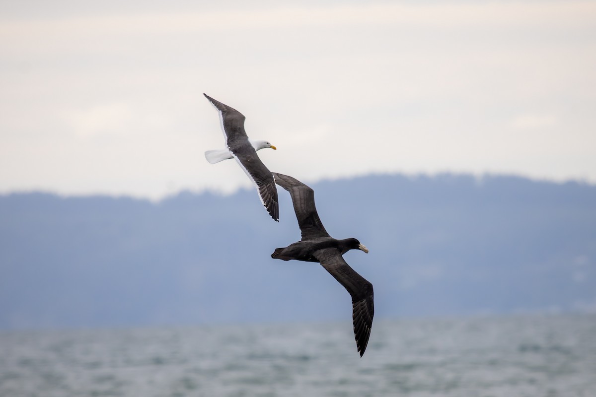 Southern Giant-Petrel - ML640160797