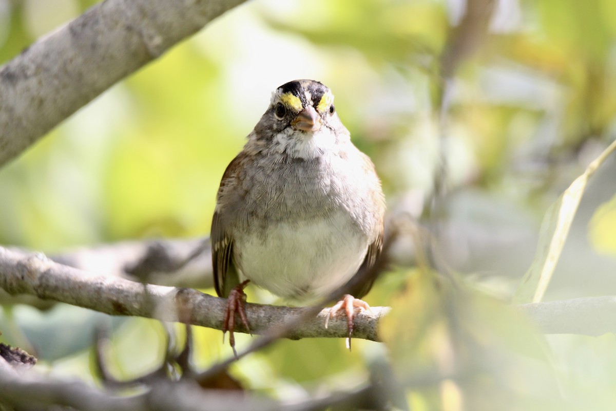 White-throated Sparrow - ML640160806