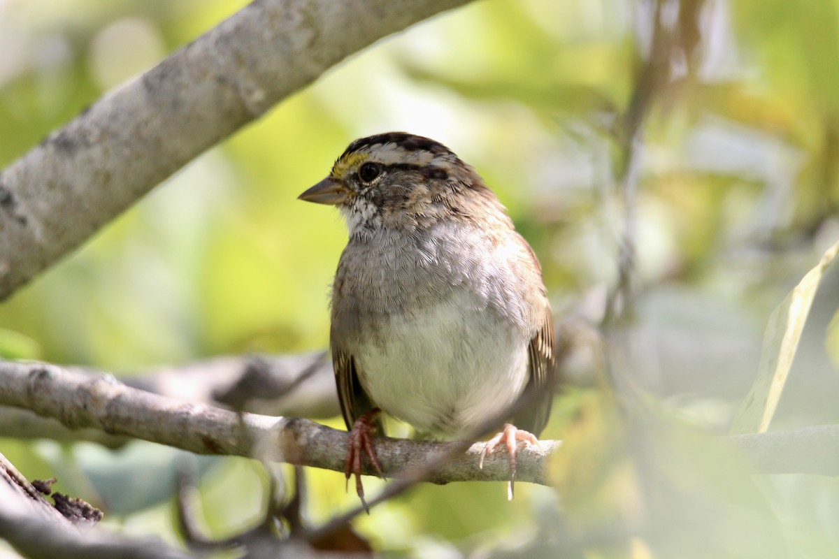 White-throated Sparrow - ML640160807