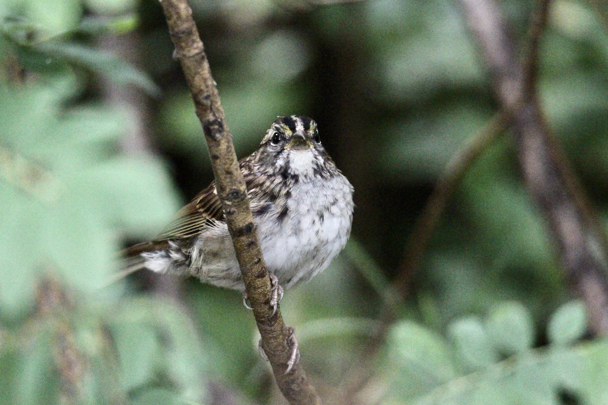 White-throated Sparrow - ML640160808