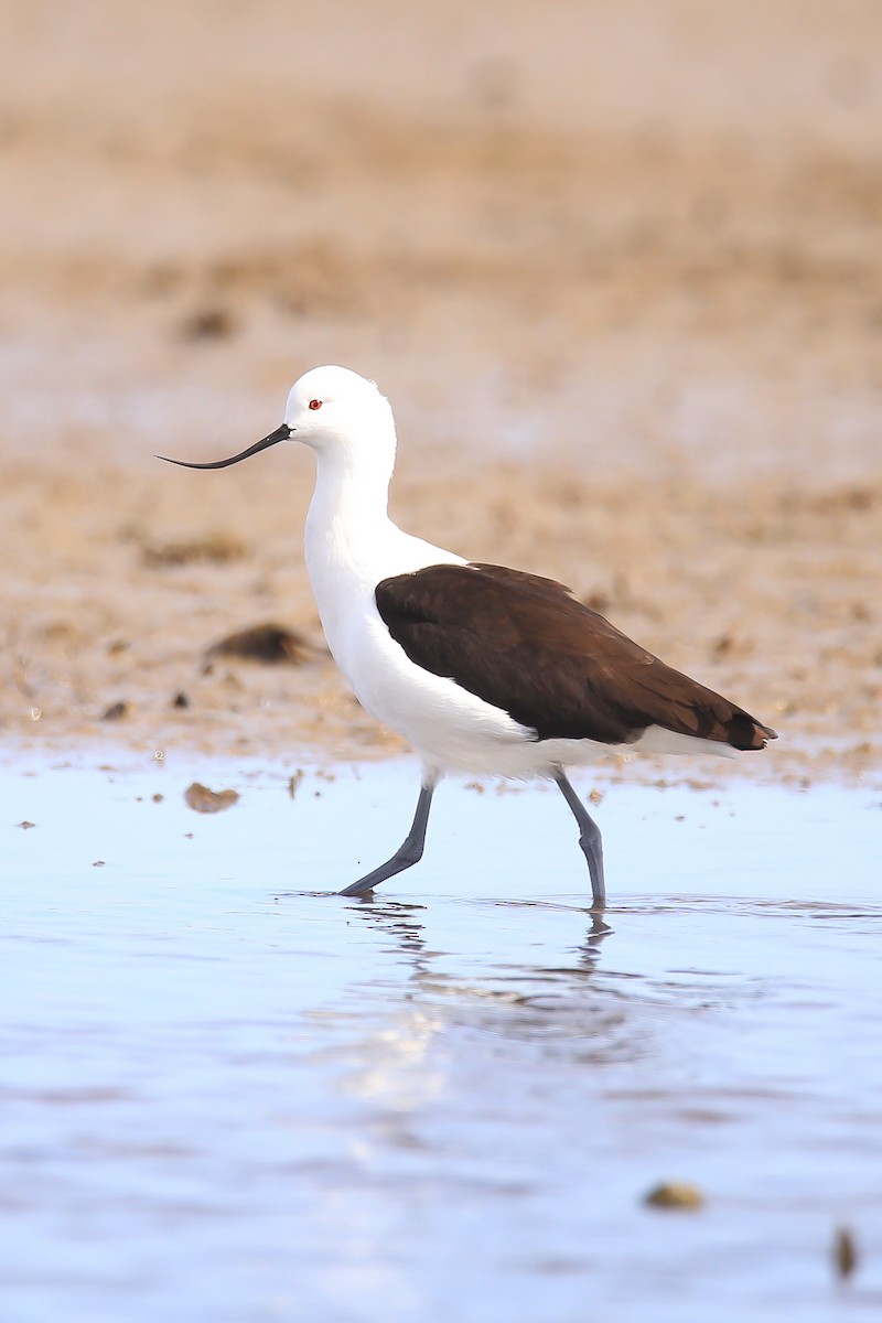 アンデスソリハシセイタカシギ - ML640160816