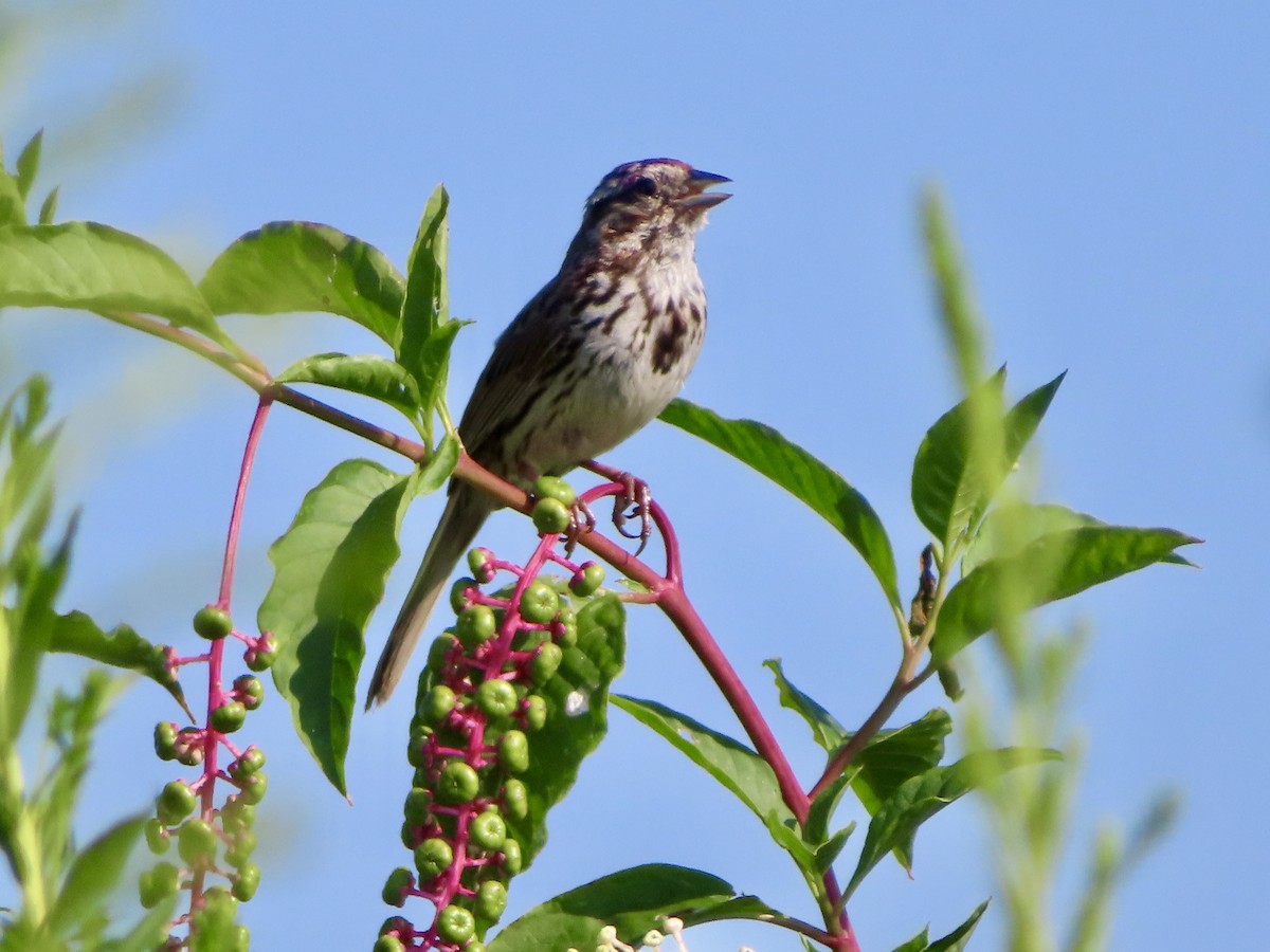 Song Sparrow - ML640160832