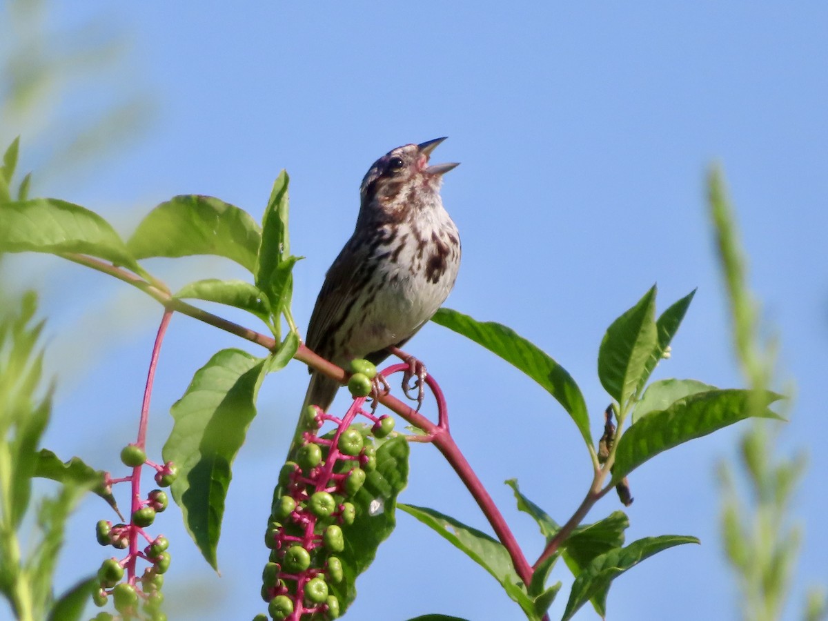 Song Sparrow - ML640160833