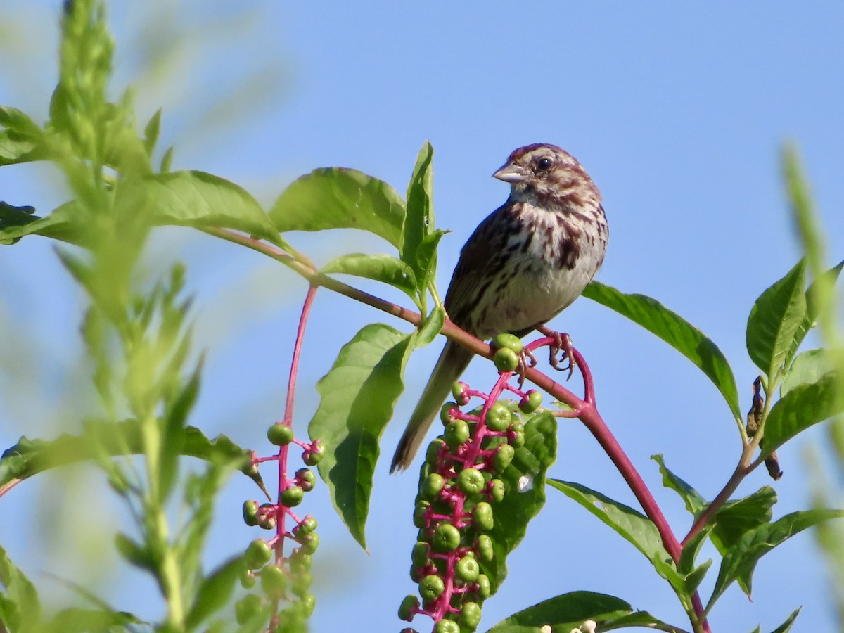 Song Sparrow - ML640160834