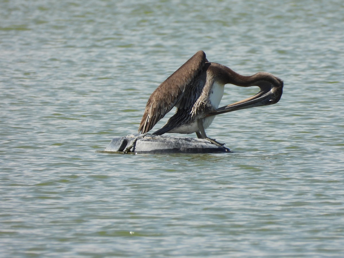 Brown Pelican - ML640160846