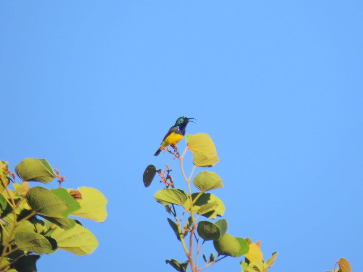Variable Sunbird - ML640160849