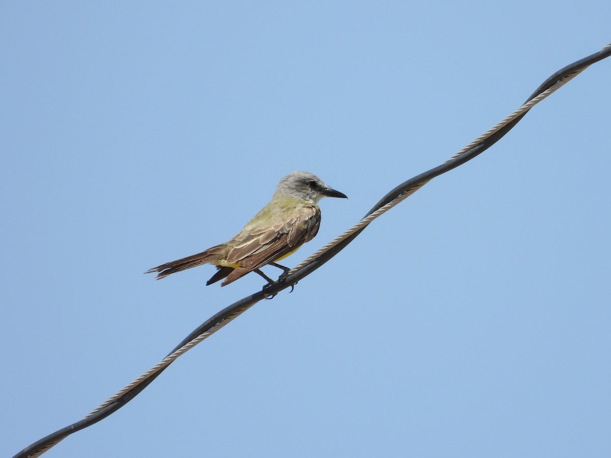 Tropical Kingbird - ML640160856