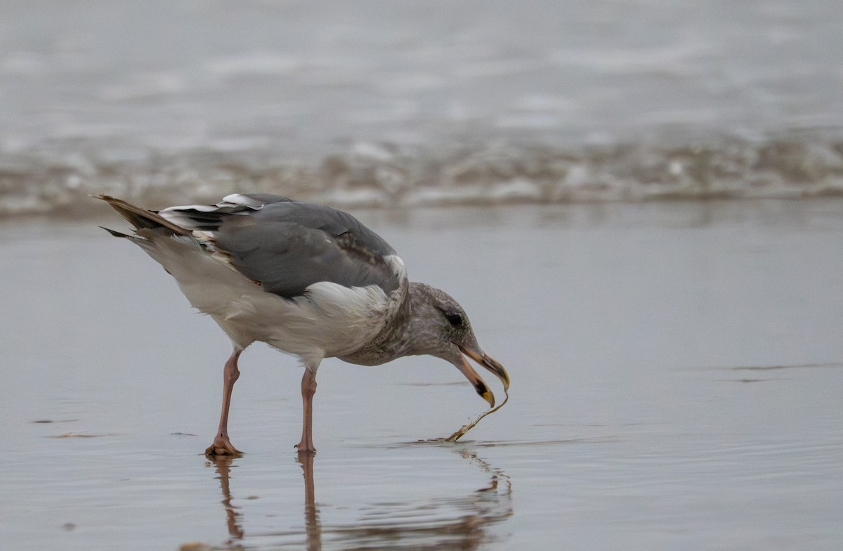 Western Gull - ML640160883
