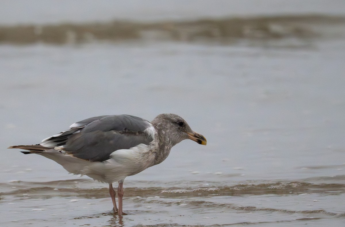 Western Gull - ML640160884