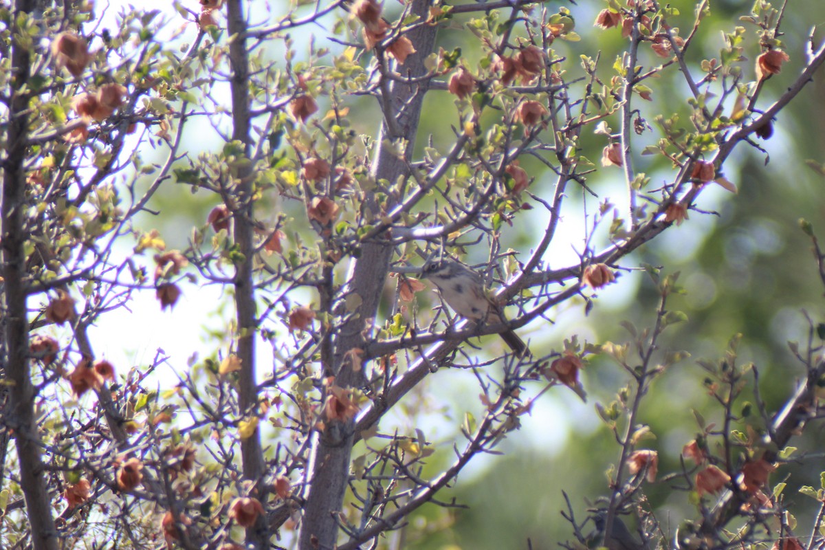 Bell's Sparrow - ML640160934