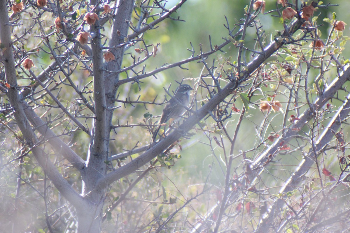 Bell's Sparrow - ML640160935