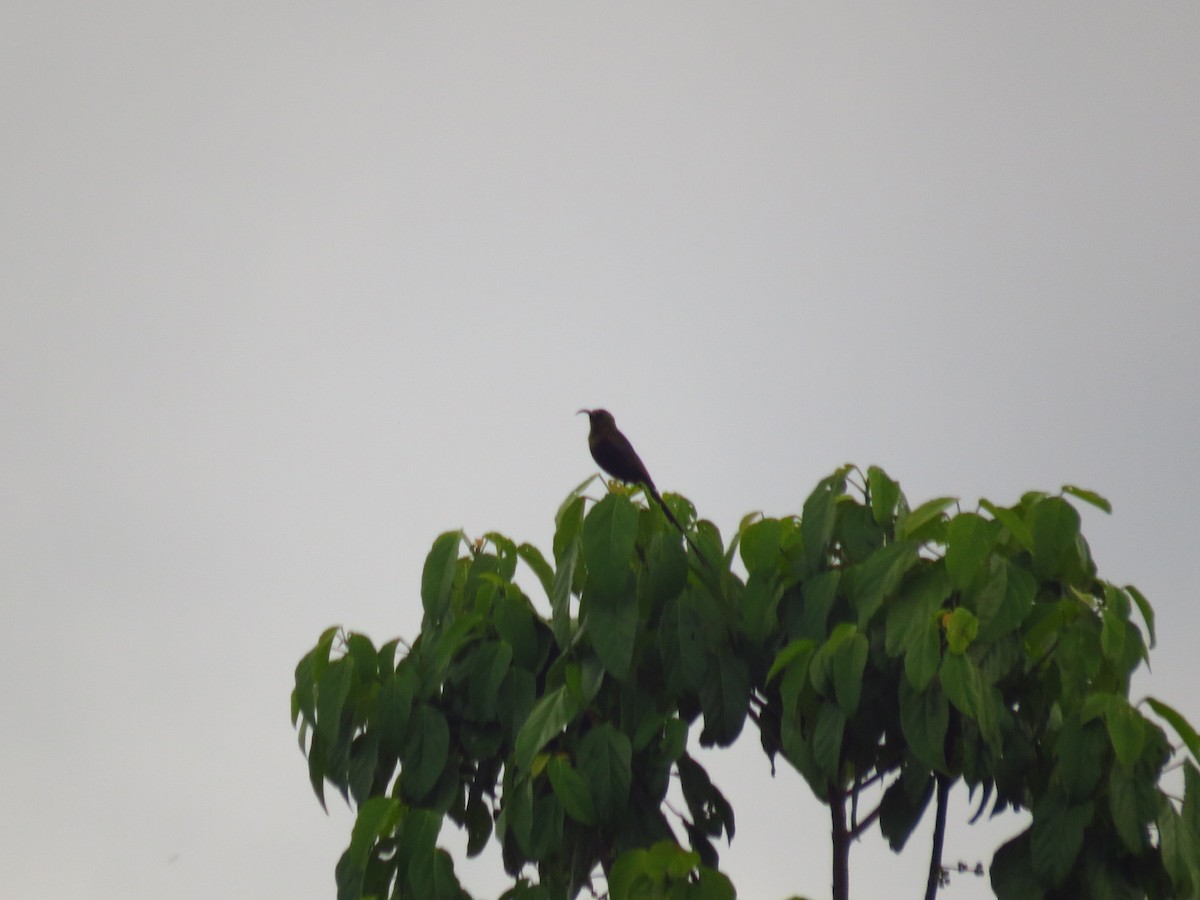 Bronze Sunbird - ML640161013