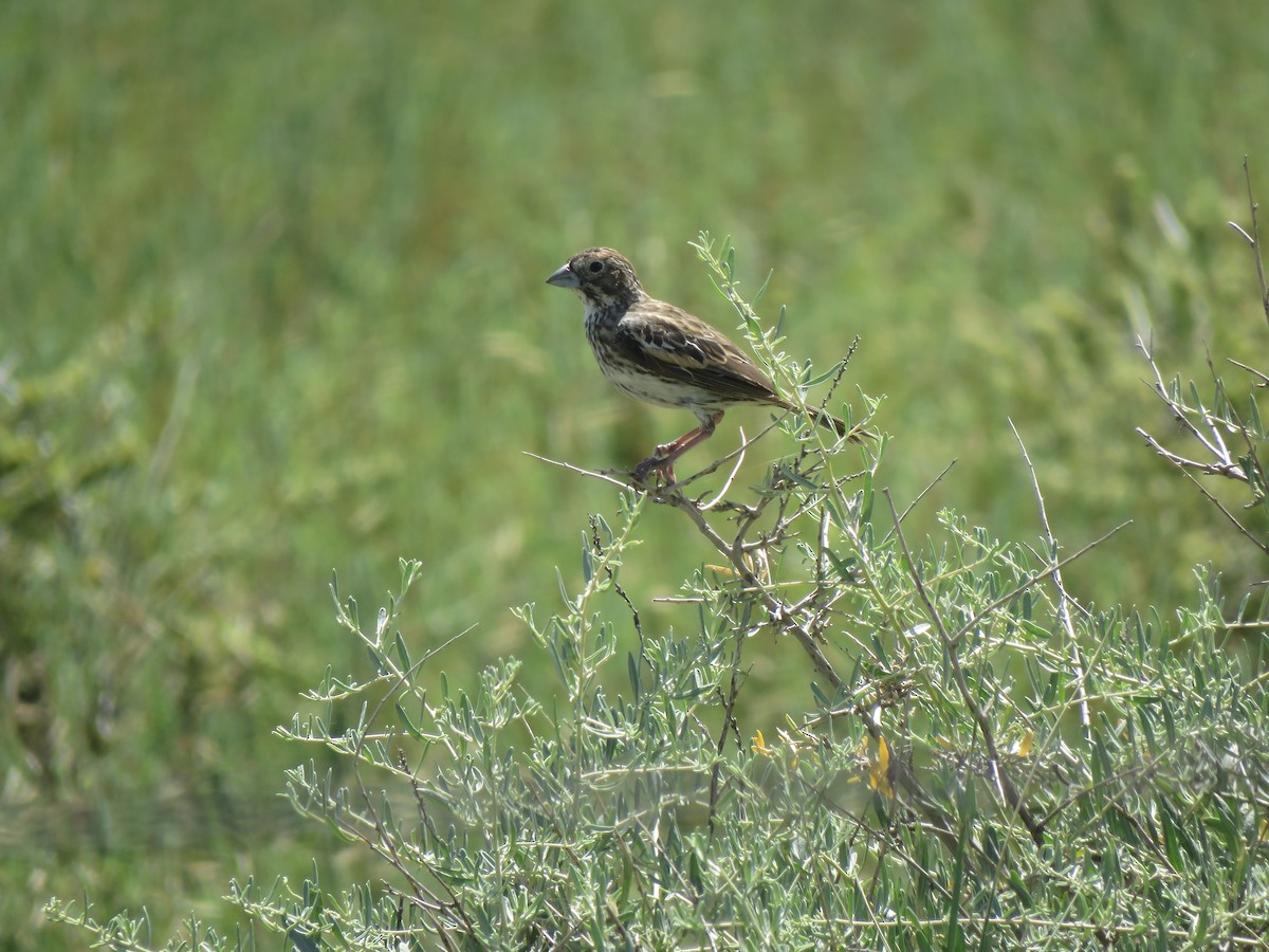 Lark Bunting - ML640161066