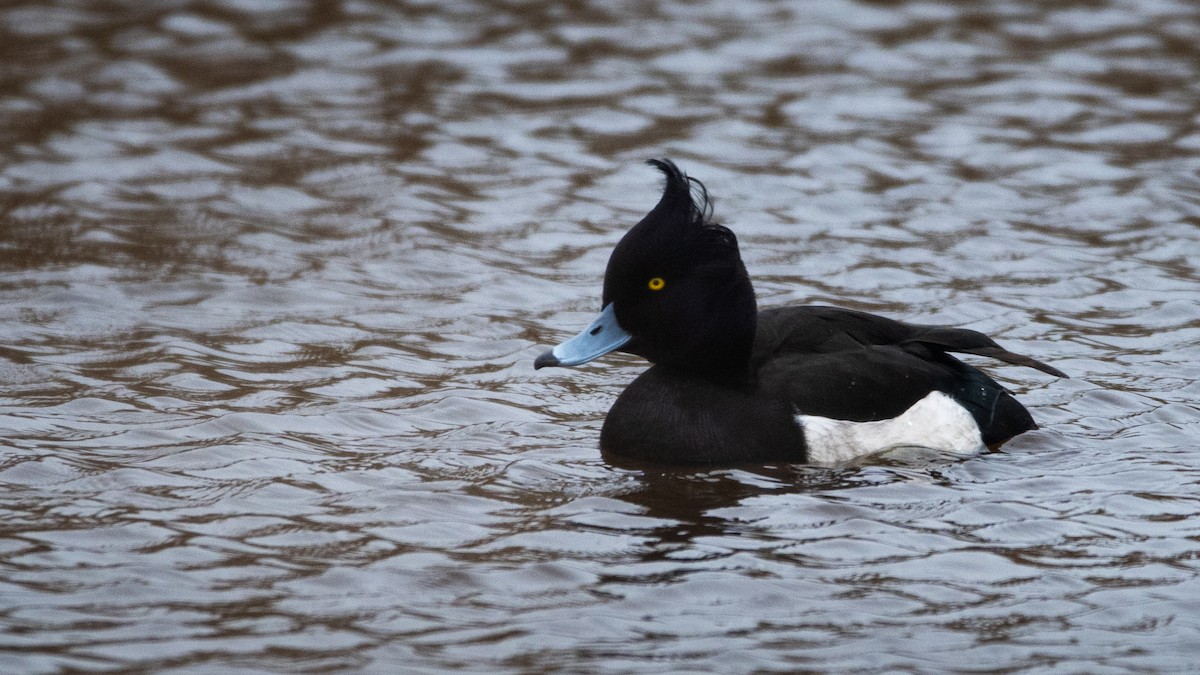 鳳頭潛鴨 - ML640161092