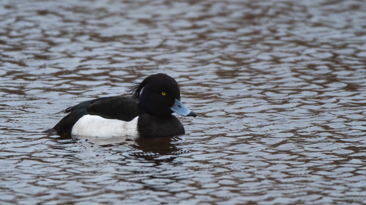 鳳頭潛鴨 - ML640161093