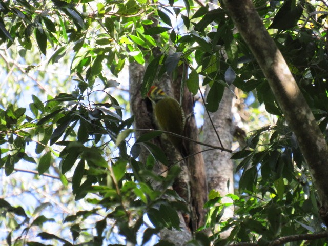 White-browed Woodpecker - ML640161097