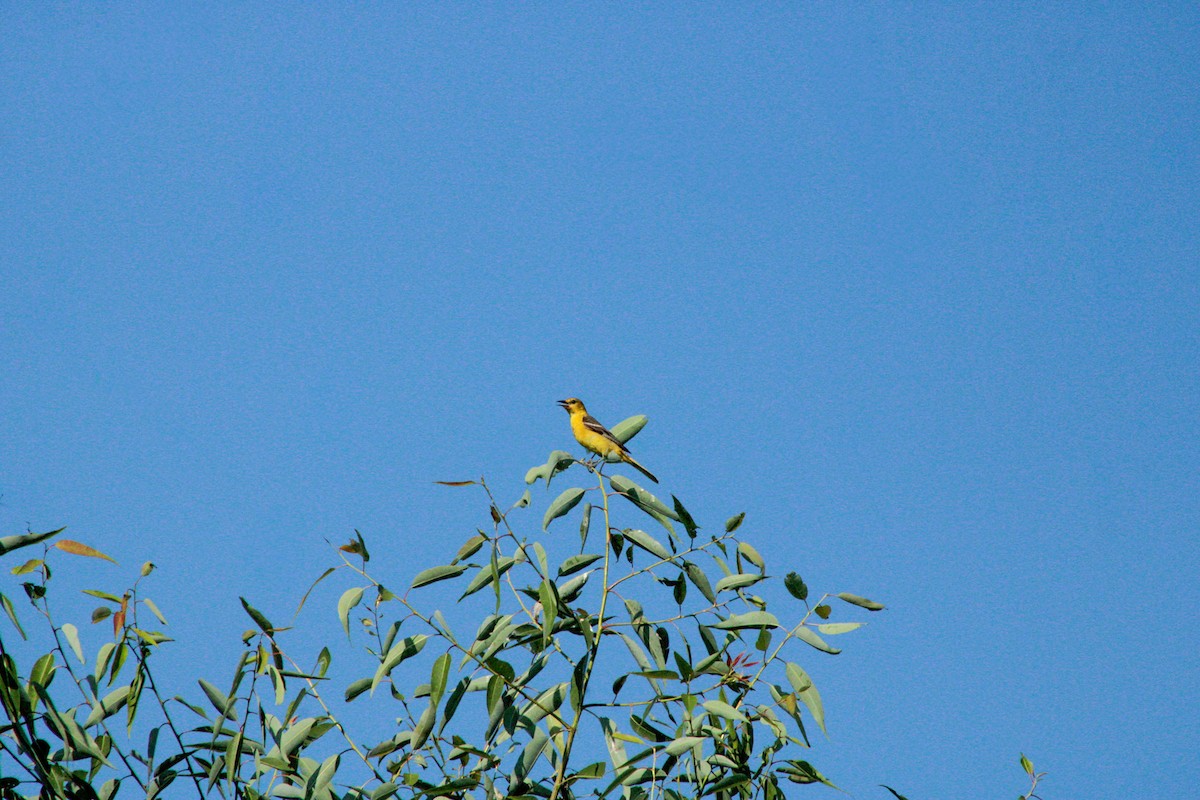Orchard Oriole - ML640161127