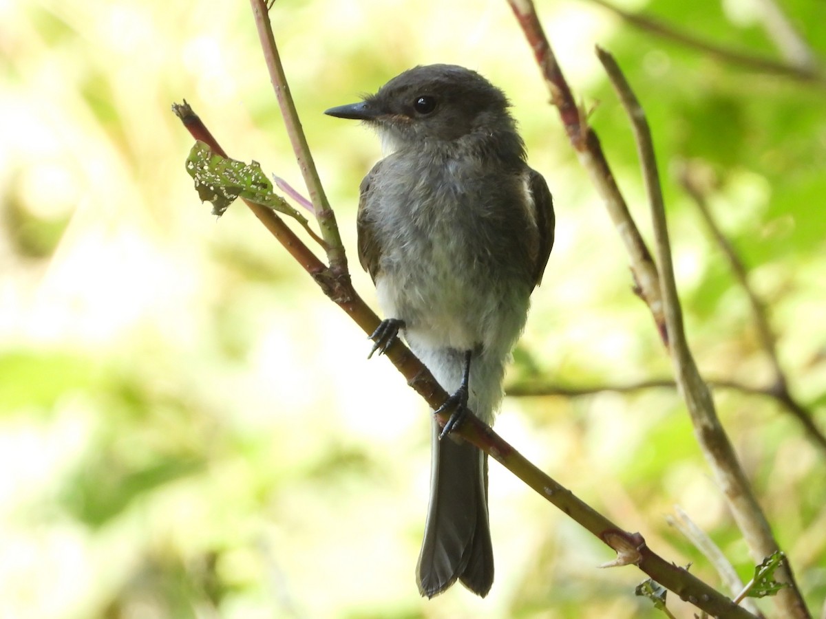 Eastern Phoebe - ML640161217