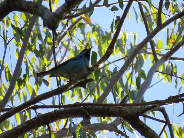 Blue Dacnis - ML640161252