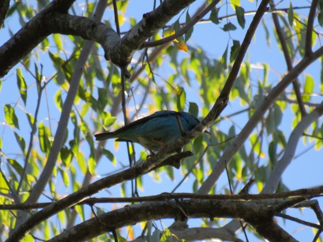 Blue Dacnis - ML640161253
