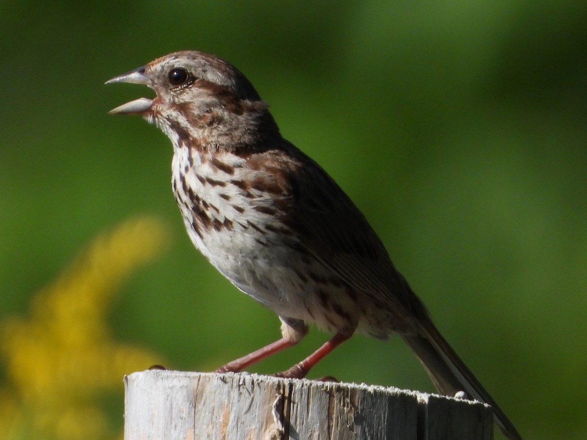 Song Sparrow - ML640161258