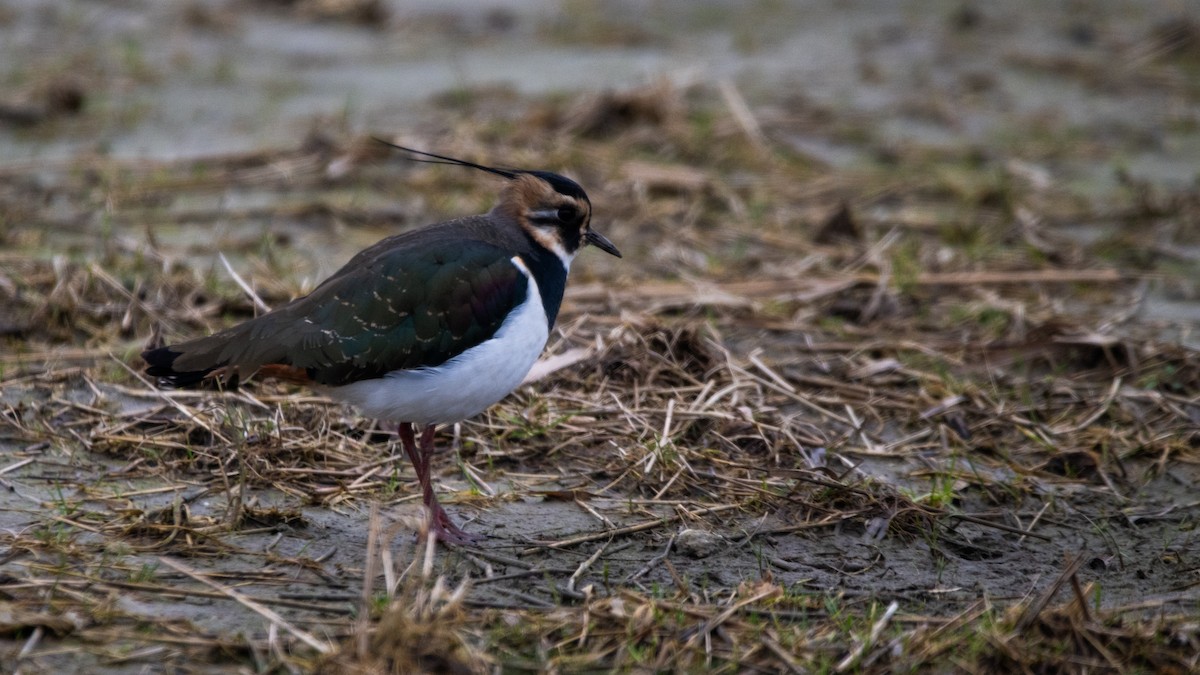 Hegabera eurasiarra - ML640161262