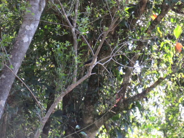 Black-goggled Tanager - ML640161277