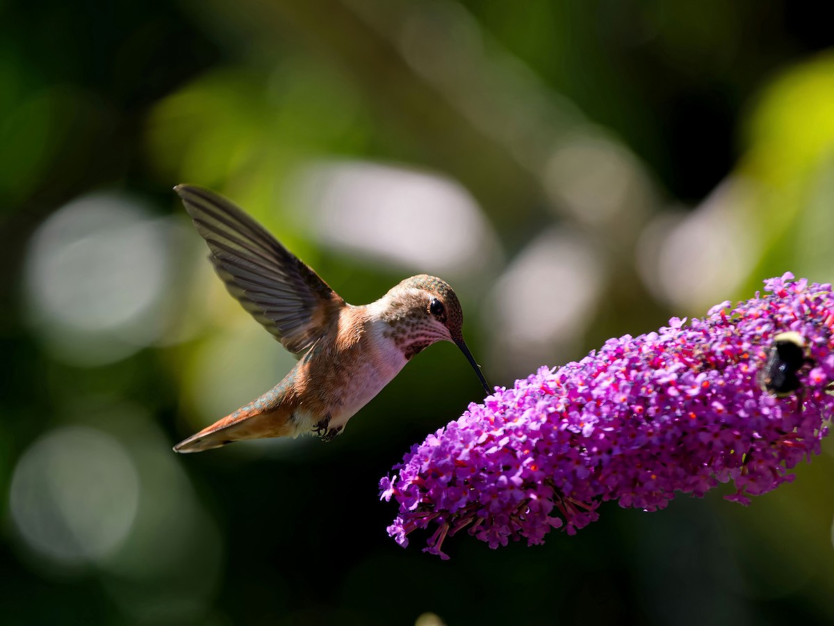Rufous Hummingbird - ML640161303