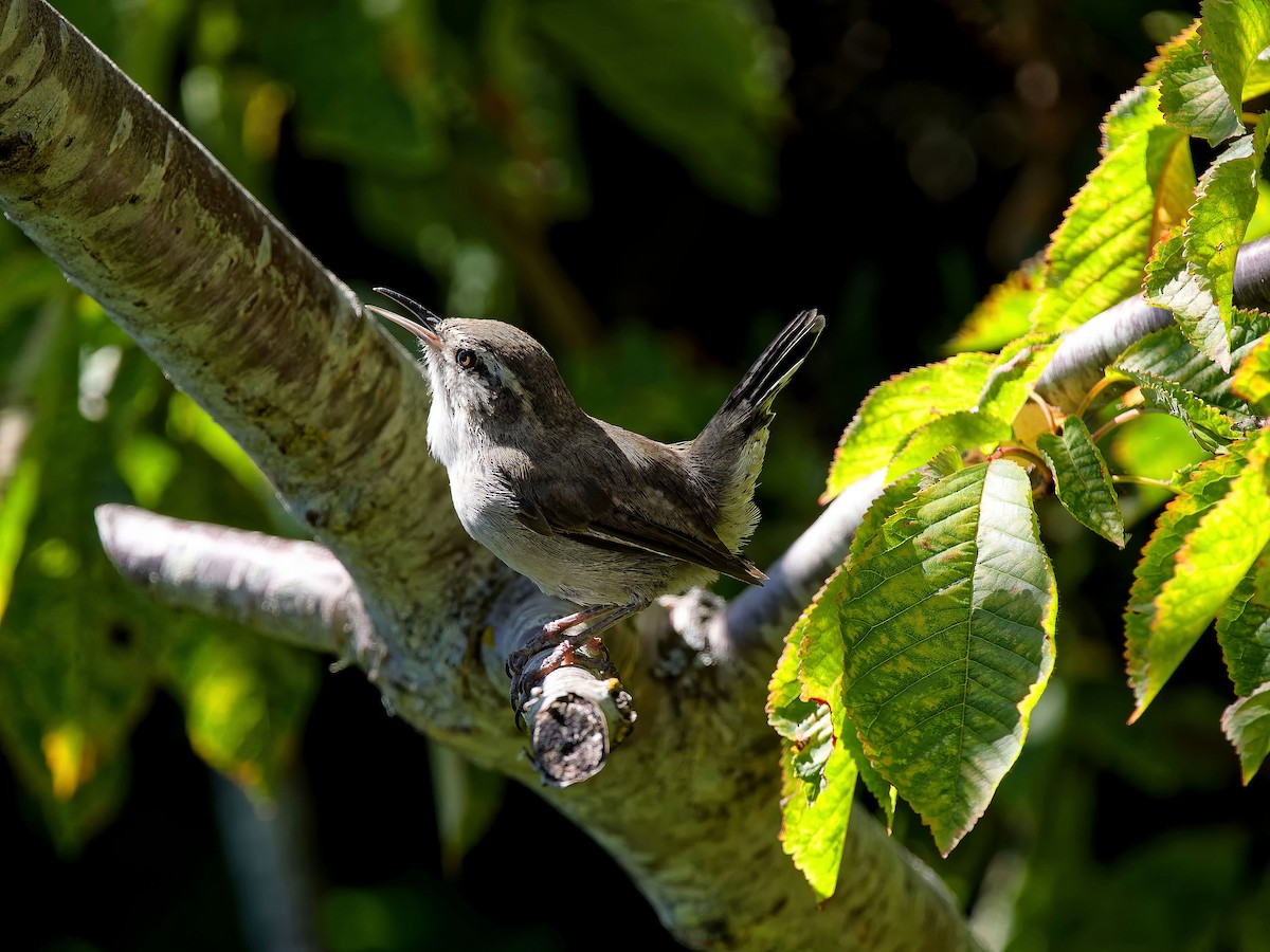 Bewick's Wren - ML640161317