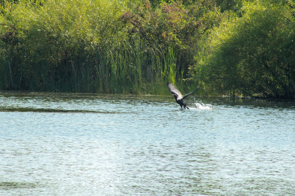 Double-crested Cormorant - ML640161403