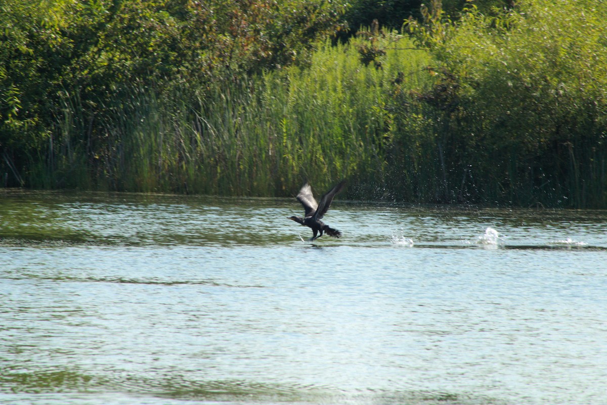 Double-crested Cormorant - ML640161408