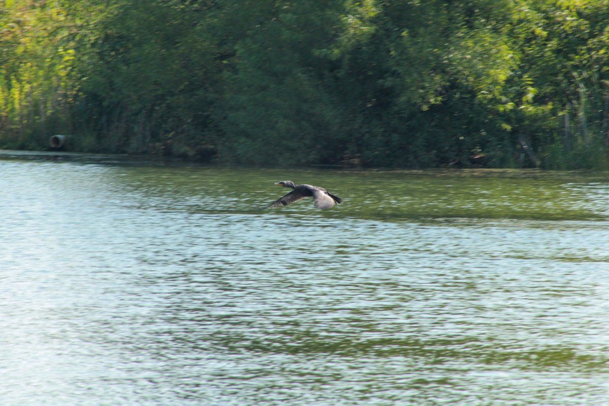 Double-crested Cormorant - ML640161413