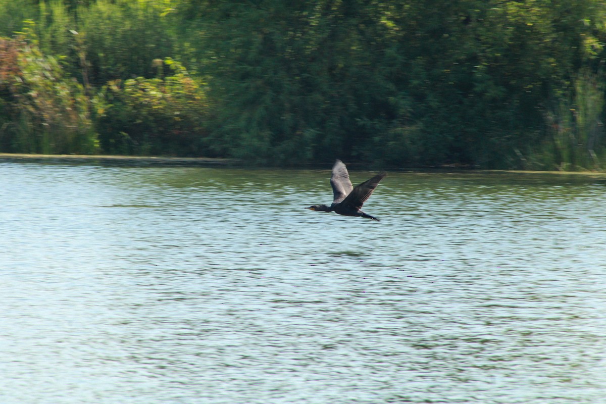 Double-crested Cormorant - ML640161418