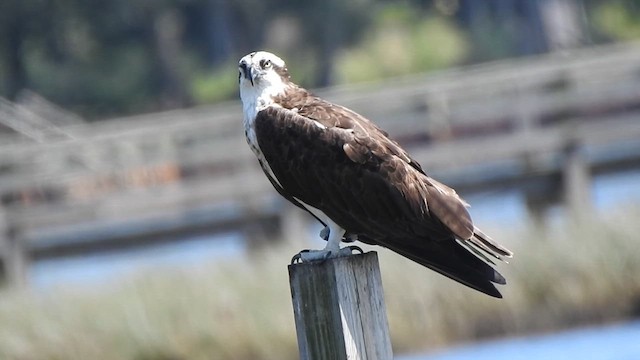 Falco pescatore - ML640161447