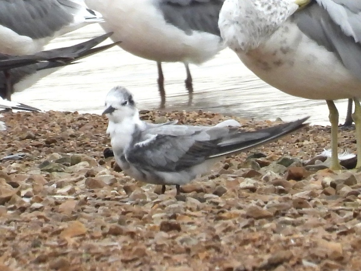 Black Tern - ML640161509