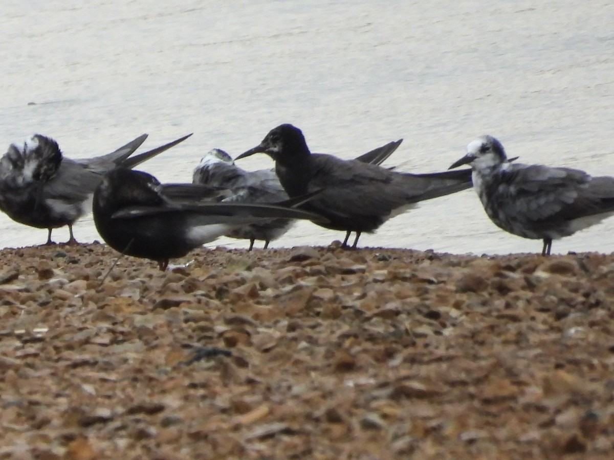 Black Tern - ML640161510