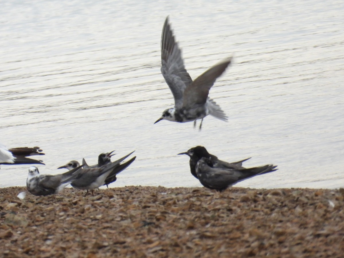 Black Tern - ML640161512
