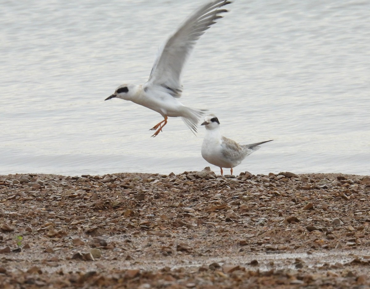 Forster's Tern - ML640161529