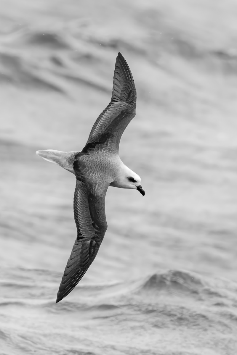 White-headed Petrel - ML640161543
