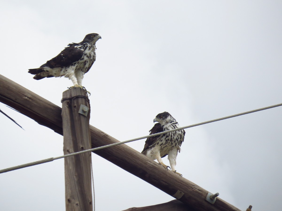 African Hawk-Eagle - ML640161590