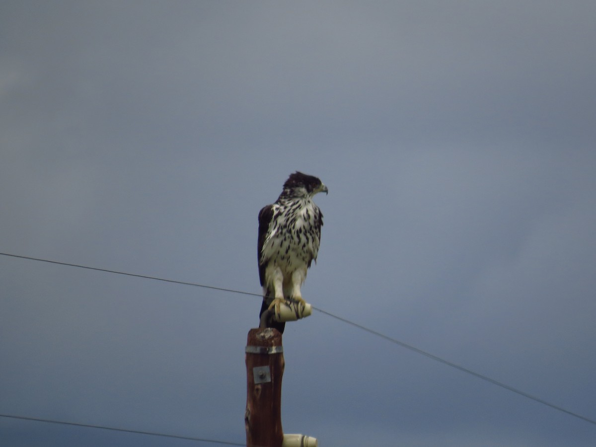 African Hawk-Eagle - ML640161591