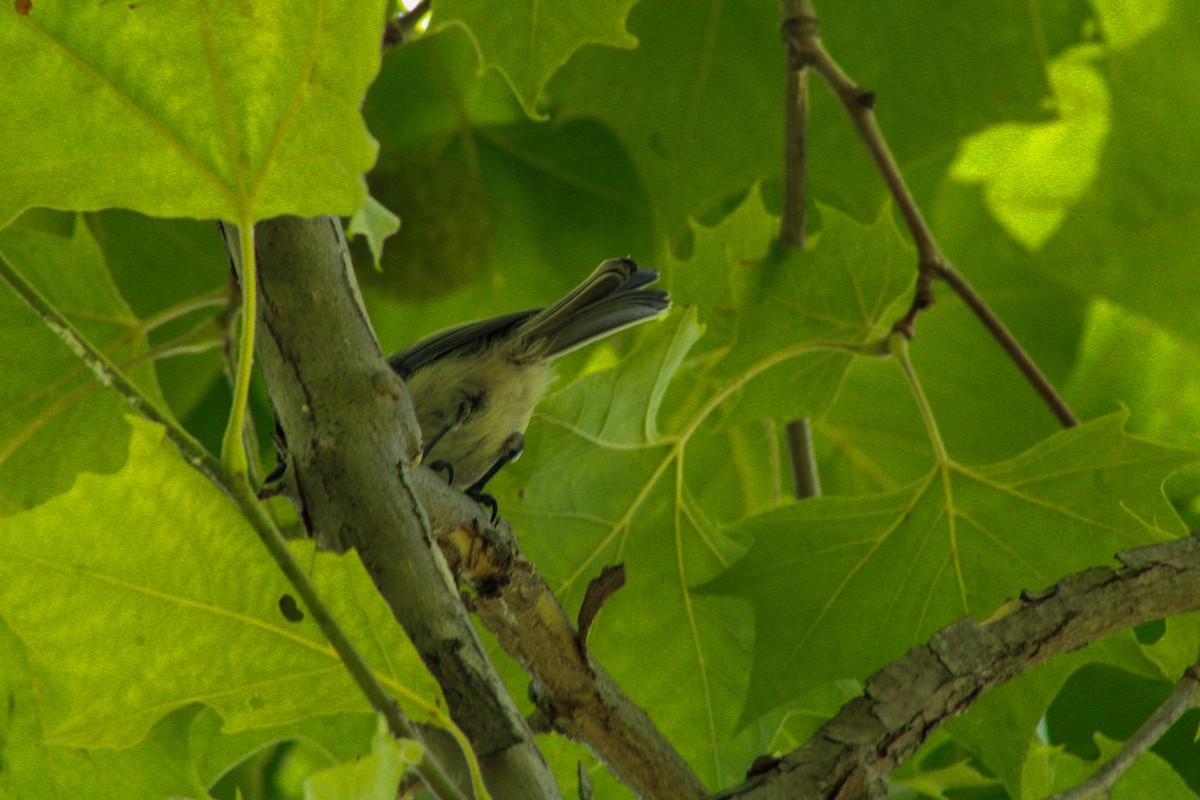 Black-capped Chickadee - ML640161593