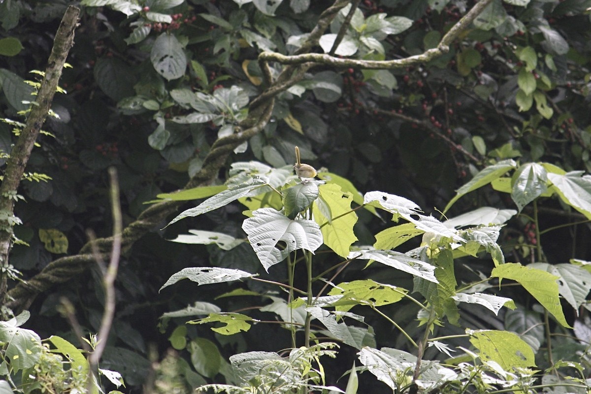 Rufous-capped Warbler - ML640161598