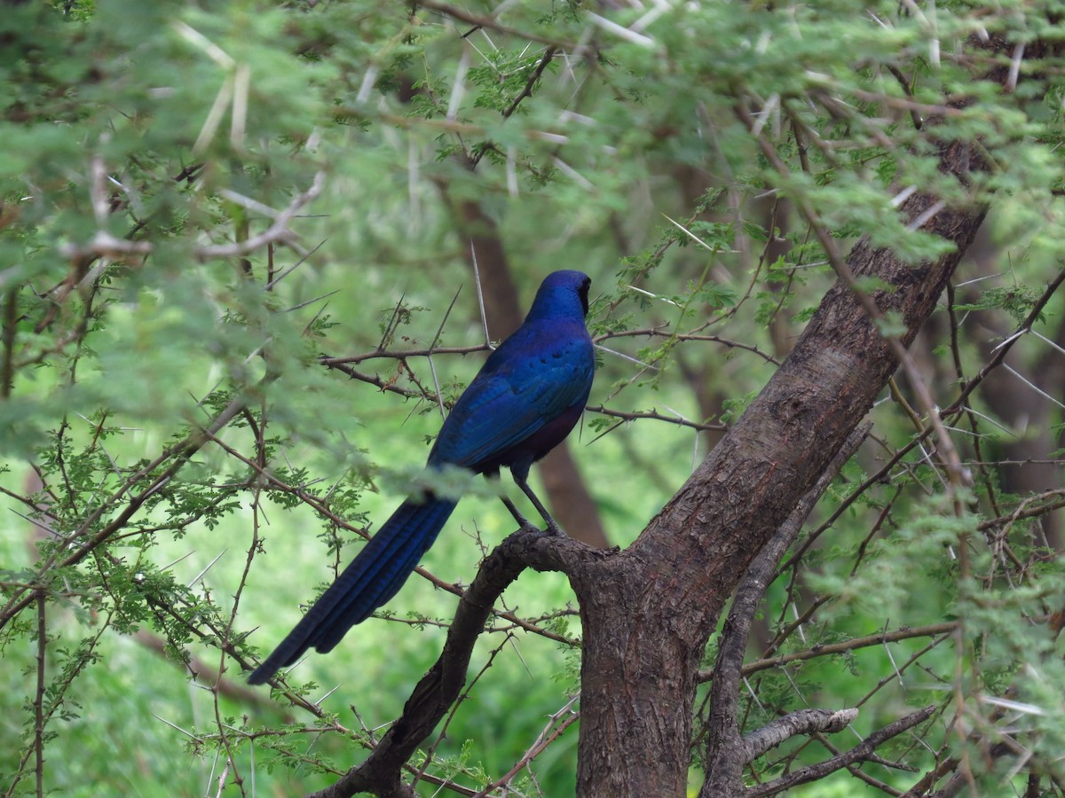 Meves's Starling - ML640161696